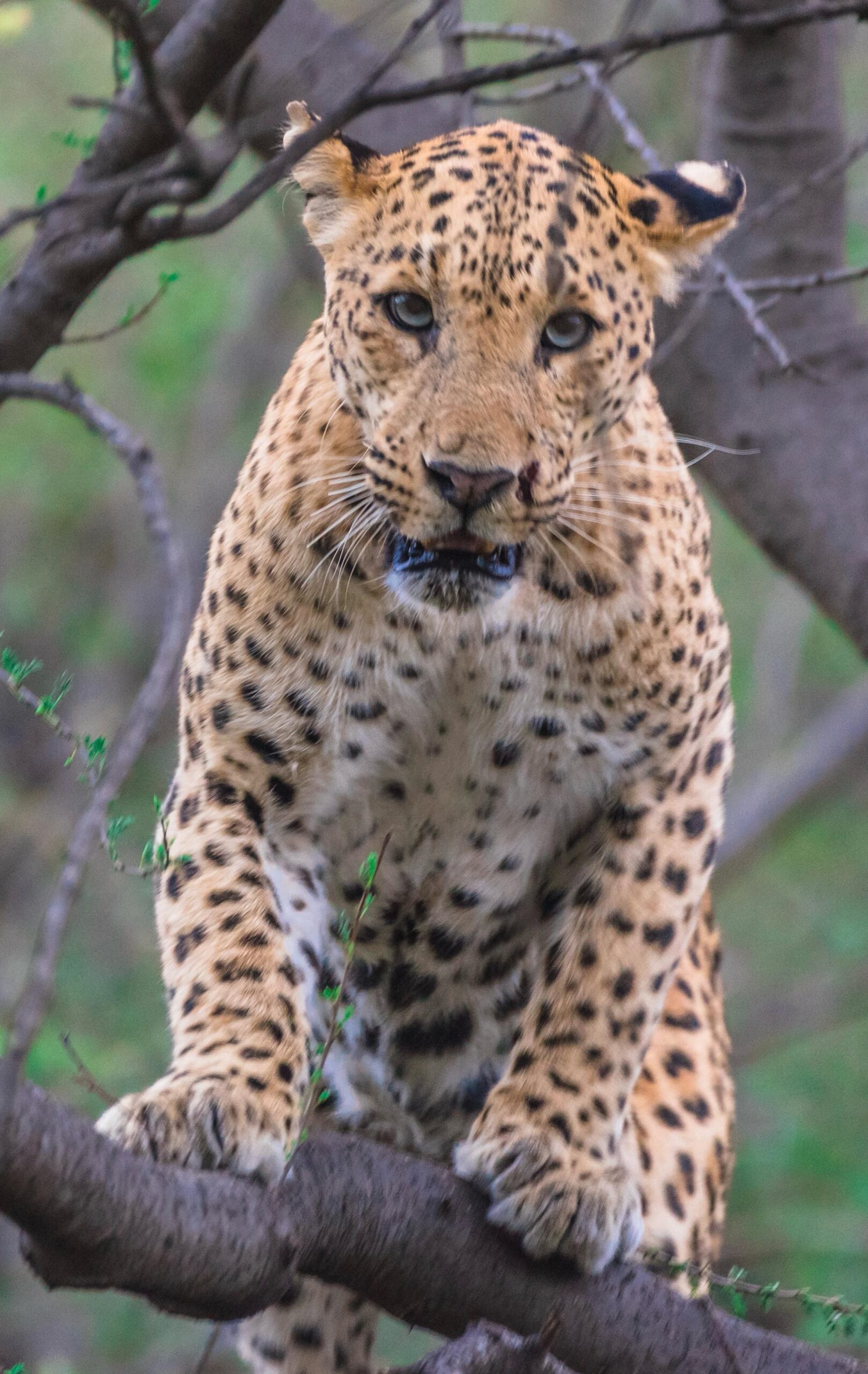 jhalana leopard safari ticket price
