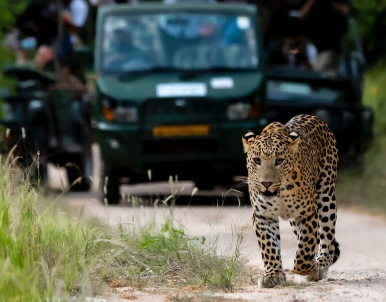 jhalana leopard safari ticket price